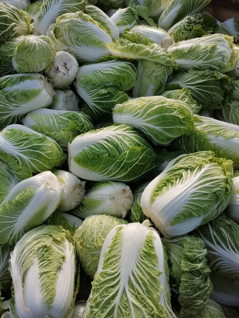 河北邢台石家庄大白菜净菜长菜大量供应，黄心无虫眼无烧心