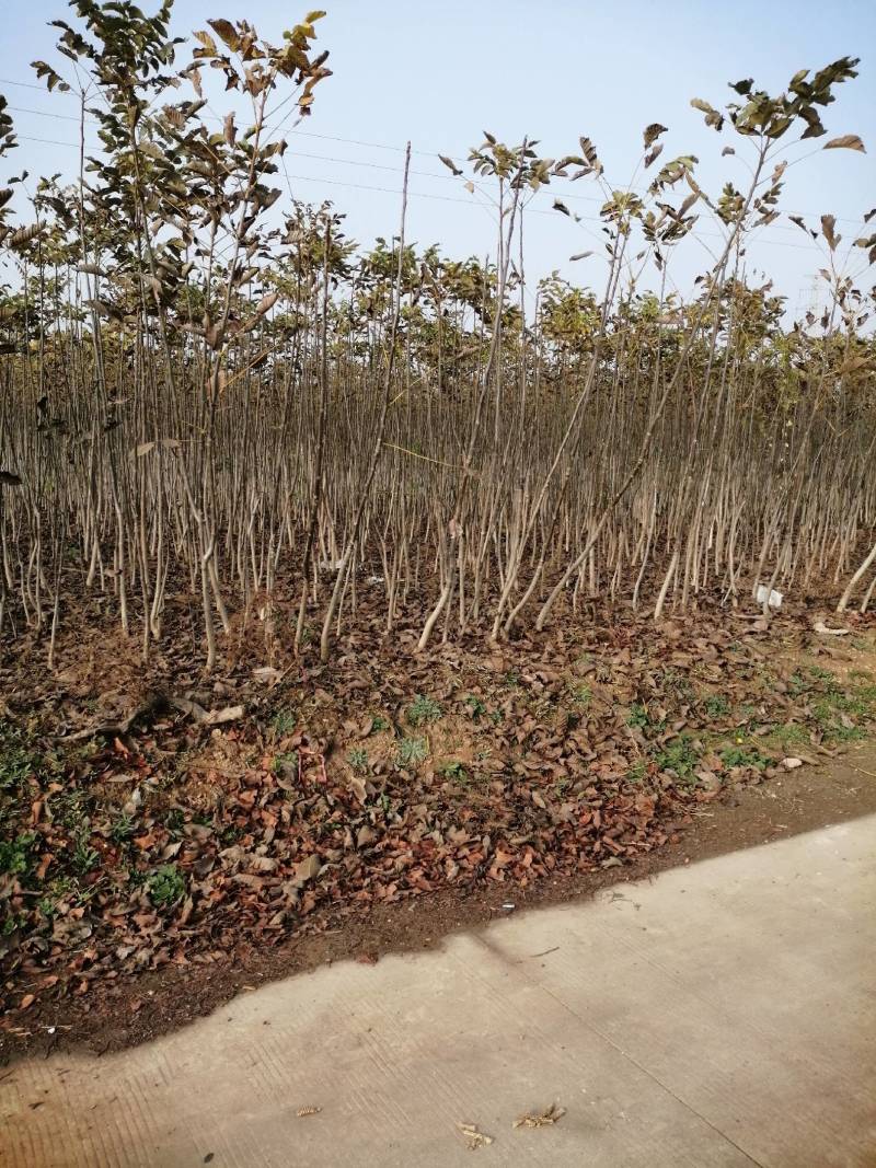 占地核桃苗2--3公分，3--5公分，5-8么分
