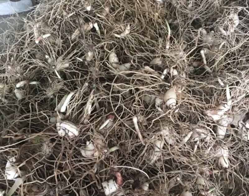 白芨批发量大从优精品之选一手货源保障