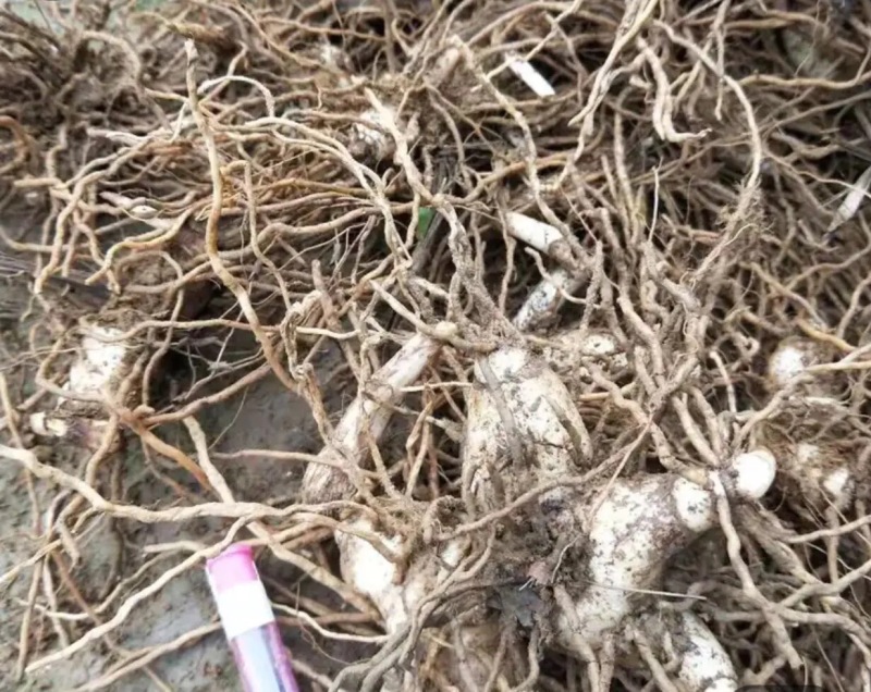 白芨批发量大从优精品之选一手货源保障
