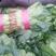 新一代日光温室大棚黑油亮型大叶菠菜大量上市