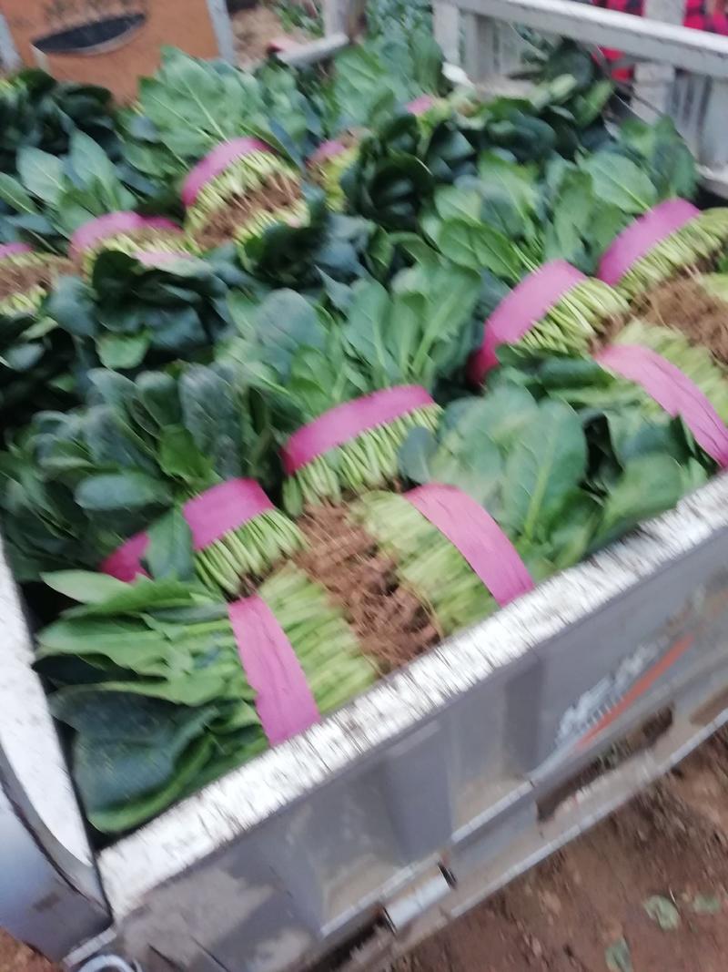 新一代日光温室大棚黑油亮型大叶菠菜大量上市