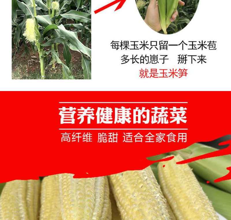 玉米笋广东省徐闻县精品玉米笋产地直销品种优质