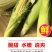 玉米笋广东省徐闻县精品玉米笋产地直销品种优质