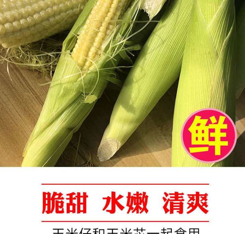 玉米笋广东省徐闻县精品玉米笋产地直销品种优质