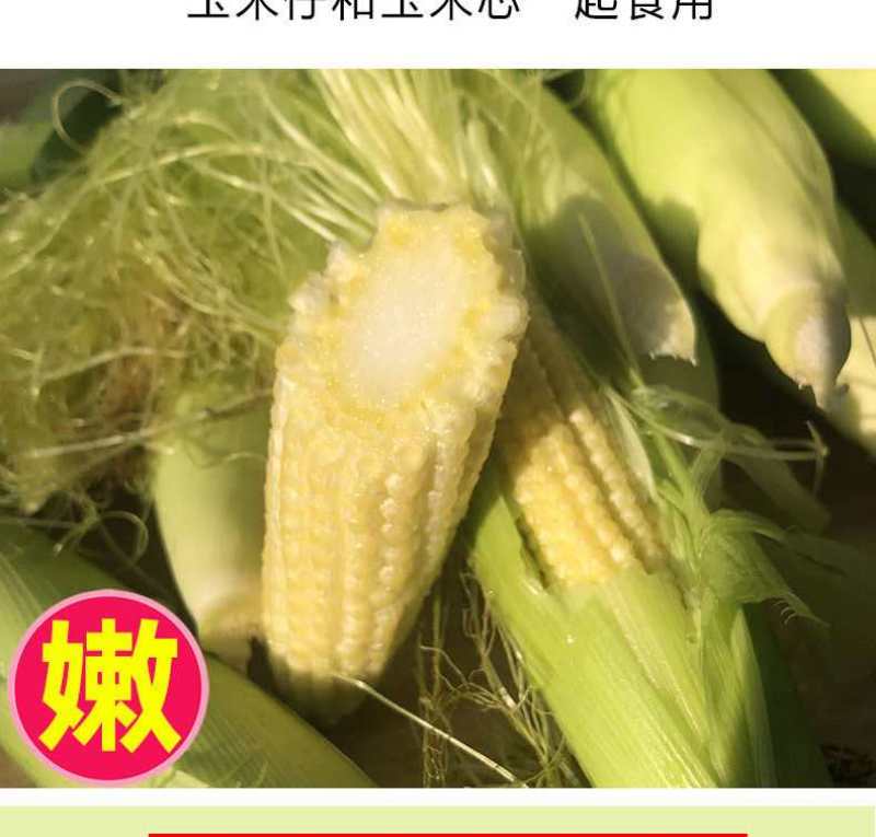 玉米笋广东省徐闻县精品玉米笋产地直销品种优质