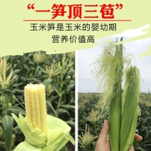 玉米笋广东省徐闻县精品玉米笋产地直销品种优质