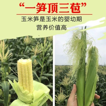 玉米笋广东省徐闻县精品玉米笋产地直销品种优质