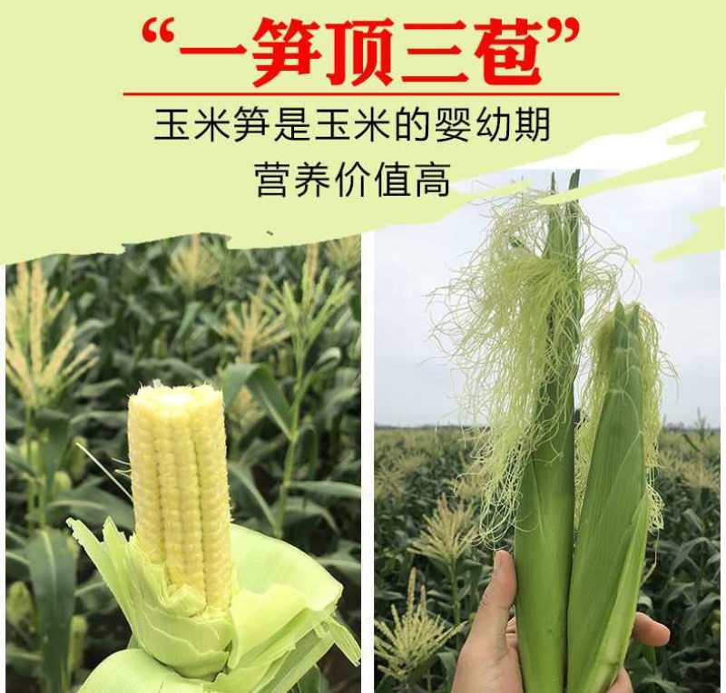 玉米笋广东省徐闻县精品玉米笋产地直销品种优质