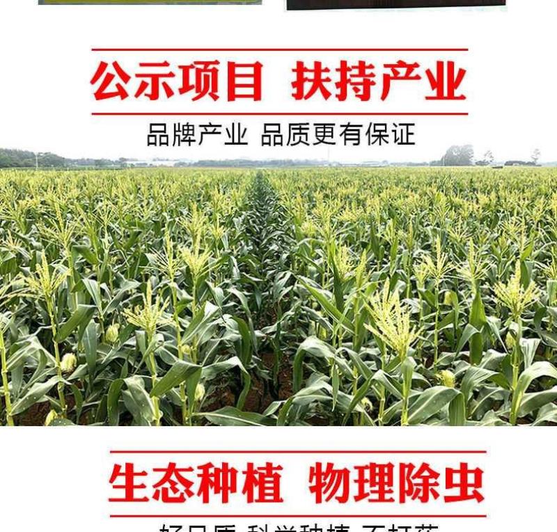 玉米笋广东省徐闻县精品玉米笋产地直销品种优质