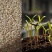 矢车菊种子花种子四季种易活混色矢车菊花籽耐寒庭院室外花种