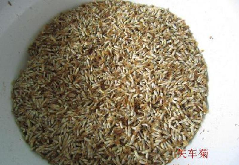 矢车菊种子花种子四季种易活混色矢车菊花籽耐寒庭院室外花种
