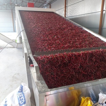 大量出售通货，精品艳椒819干椒，九成干，900干椒