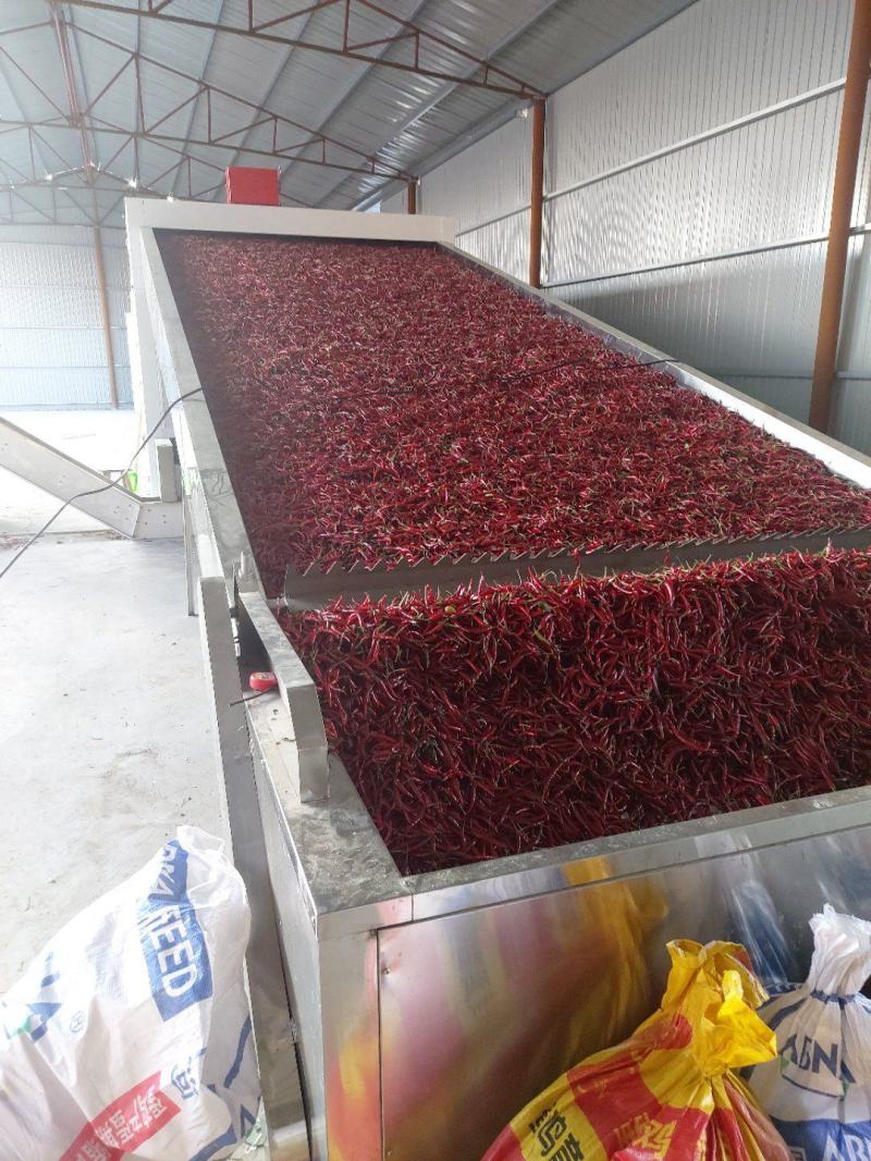 大量出售通货，精品艳椒819干椒，九成干，900干椒