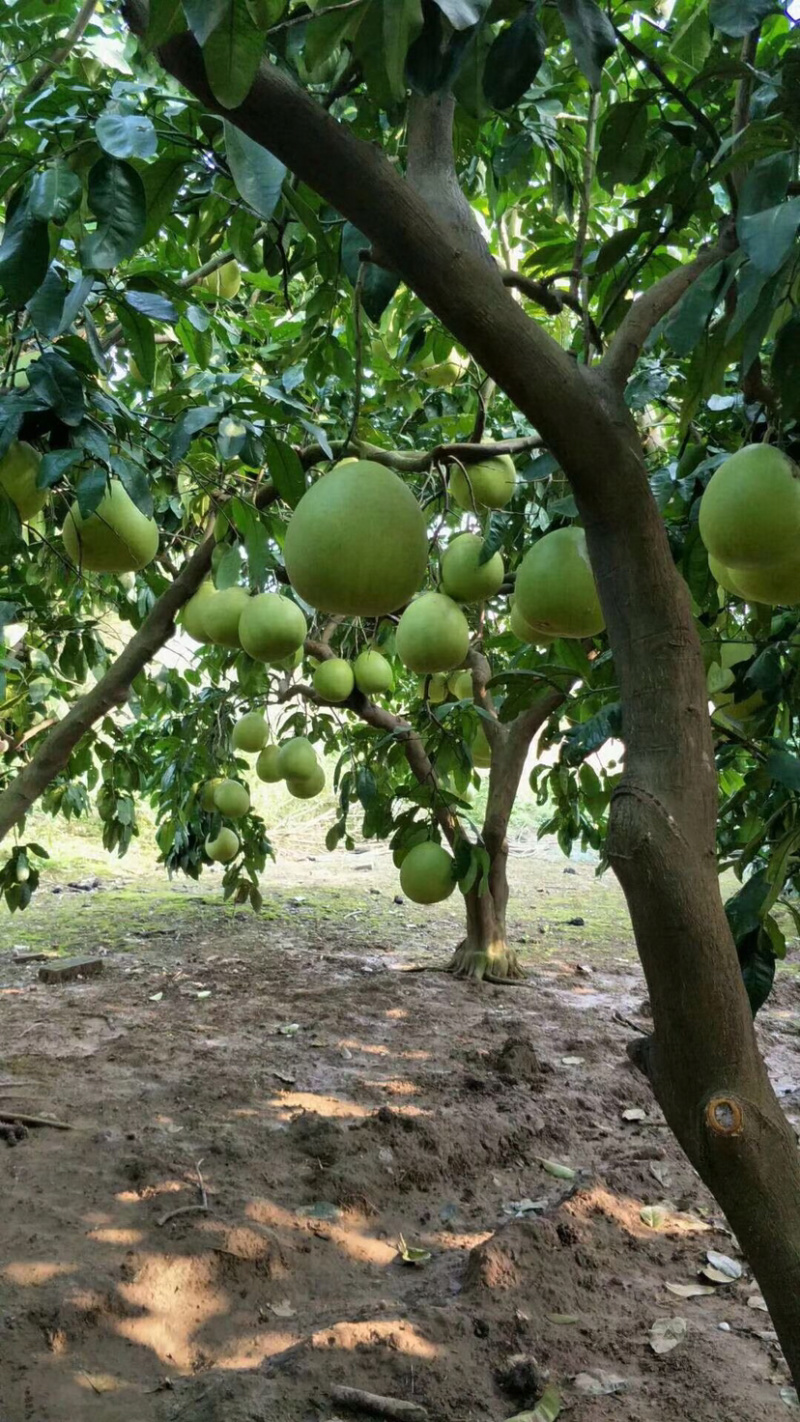 蜜柚。白柚。红心柚。套袋。湖北荆州市。