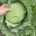 【荐】湖北京丰精品扁包刚开园颜色清秀可供超市加工厂