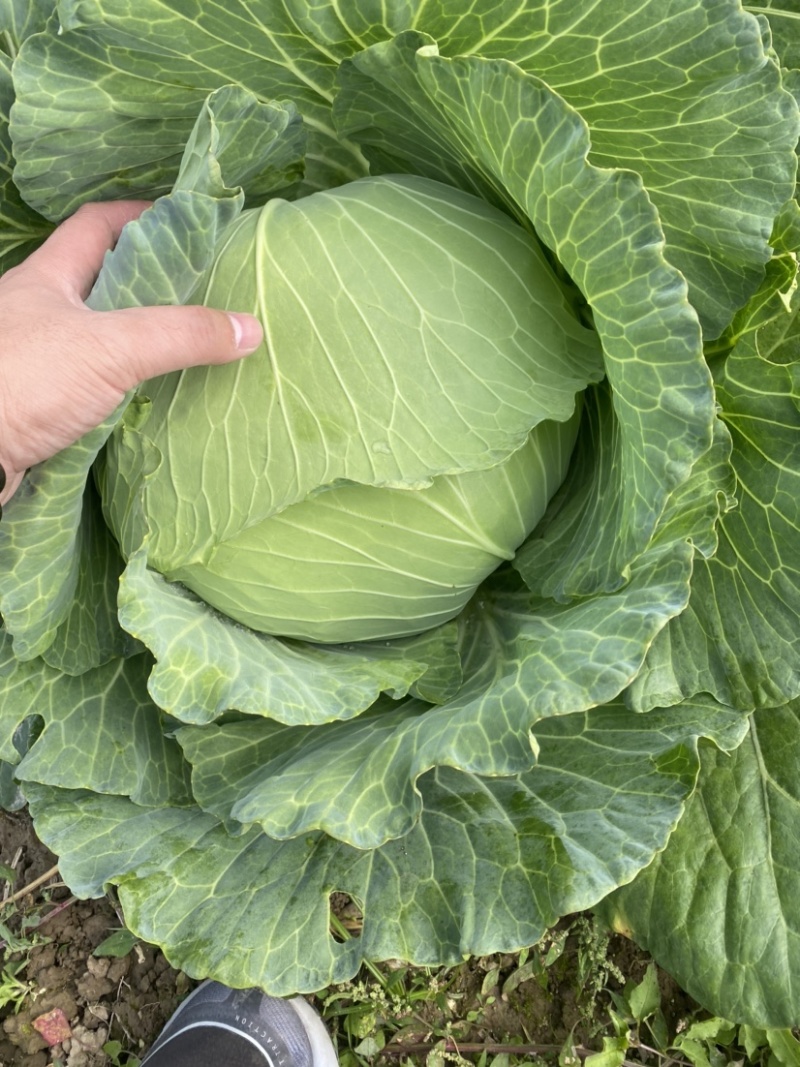 【荐】湖北京丰精品扁包刚开园颜色清秀可供超市加工厂