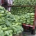 【荐】湖北京丰精品扁包刚开园颜色清秀可供超市加工厂