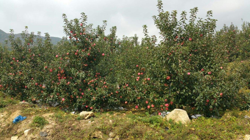 带叉寒富苹果苗，耐寒，结果量大，果脆甜，南北可种