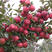 带叉寒富苹果苗，耐寒，结果量大，果脆甜，南北可种