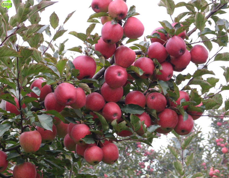 带叉寒富苹果苗，耐寒，结果量大，果脆甜，南北可种