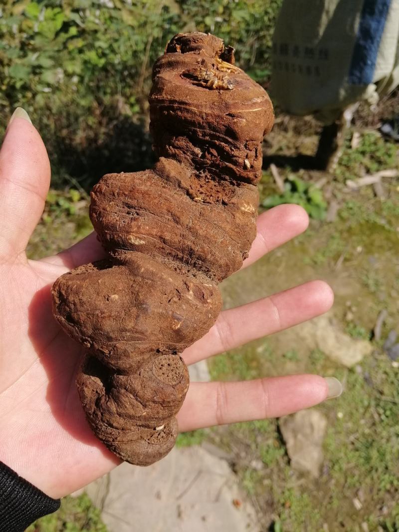 野苗移栽林下种植重楼大货