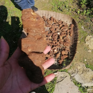 野苗移栽林下种植重楼大货