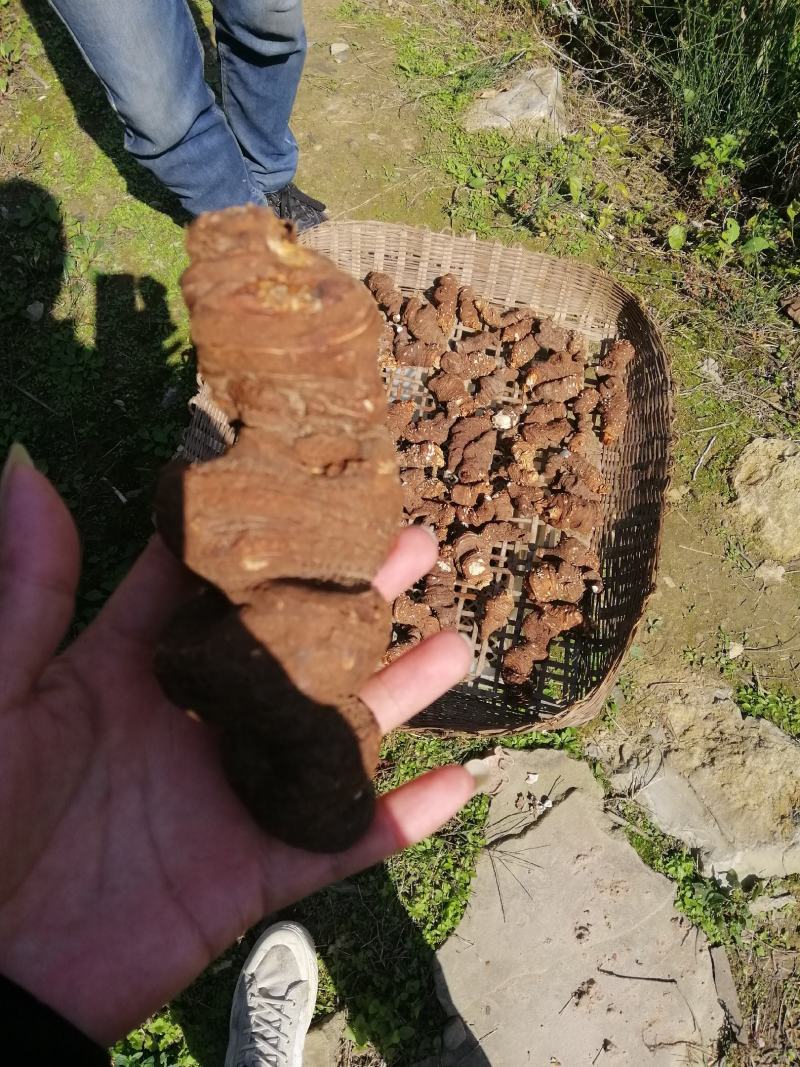 野苗移栽林下种植重楼大货