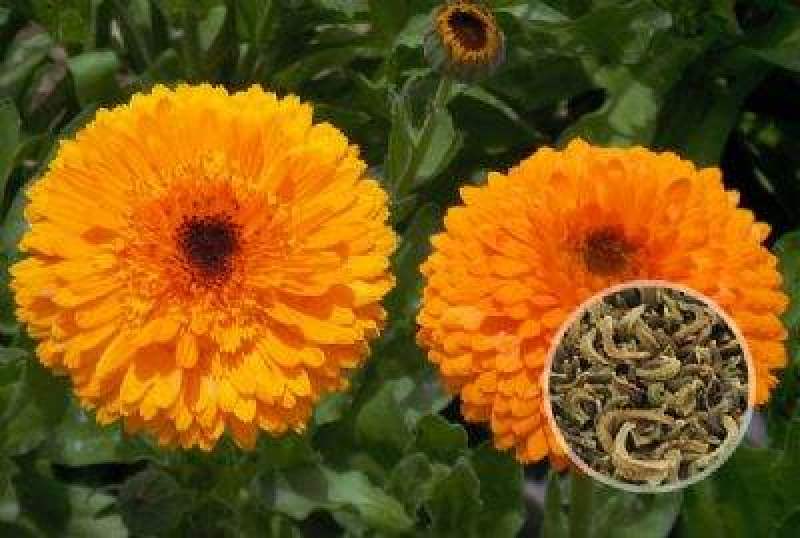 金盏菊种子庭院花卉四季易种景观绿化金盏花室内户外花坛开花