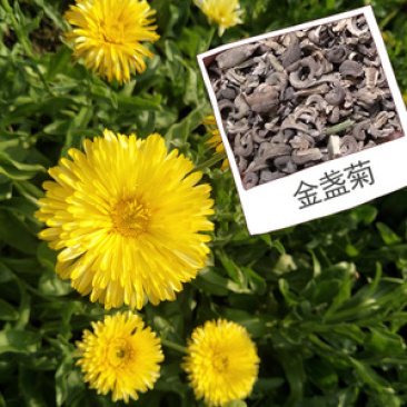 金盏菊种子庭院花卉四季易种景观绿化金盏花室内户外花坛开花
