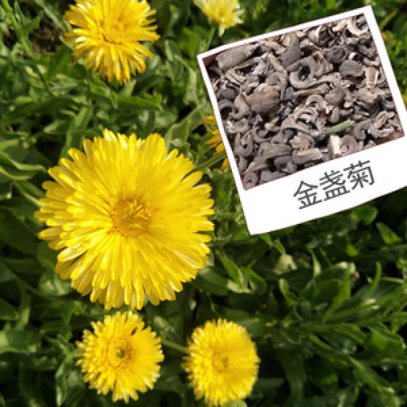 金盏菊种子庭院花卉四季易种景观绿化金盏花室内户外花坛开花