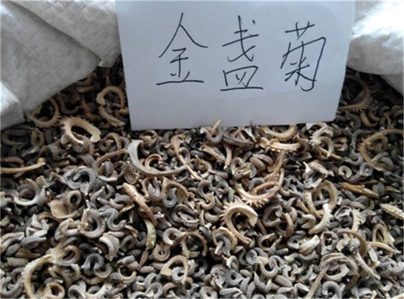 金盏菊种子庭院花卉四季易种景观绿化金盏花室内户外花坛开花