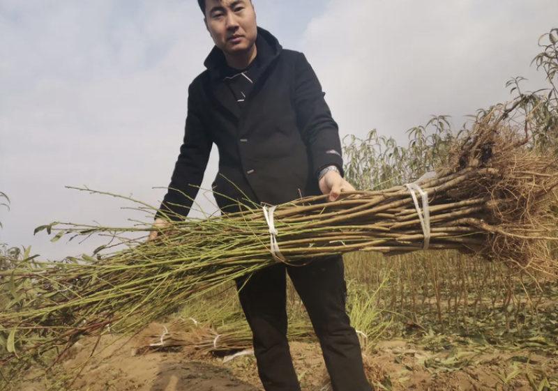世纪之星桃苗，成活率高，技术指导，保品种，可签合同