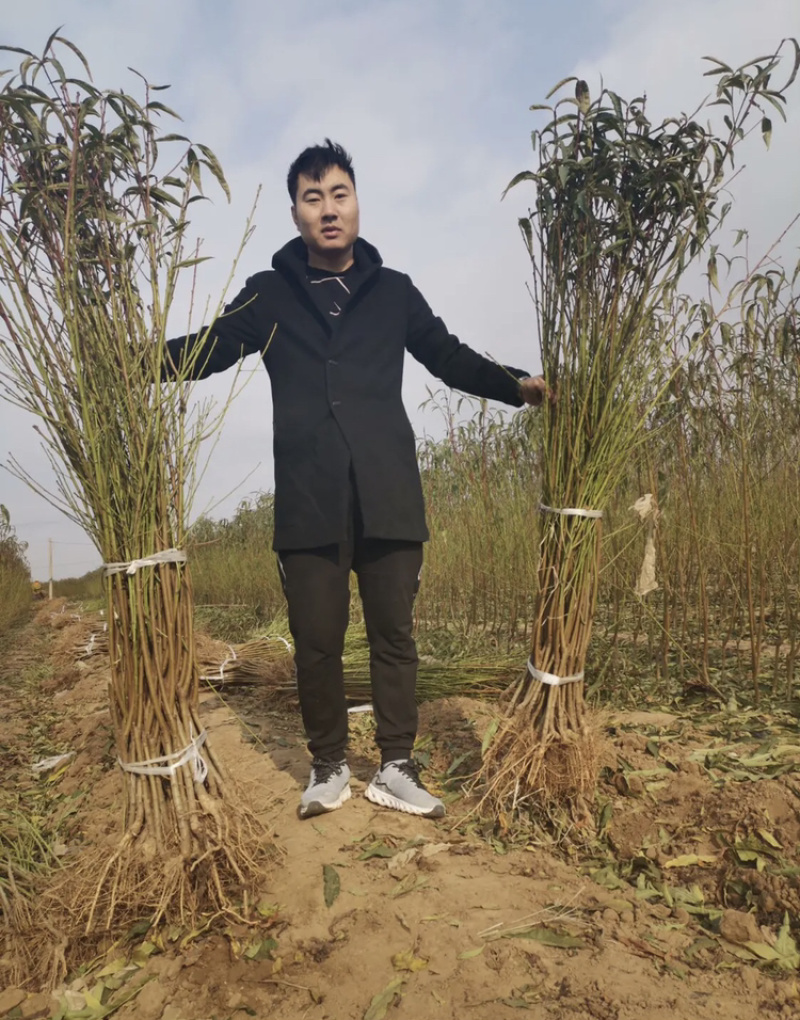 世纪之星桃苗，成活率高，技术指导，保品种，可签合同