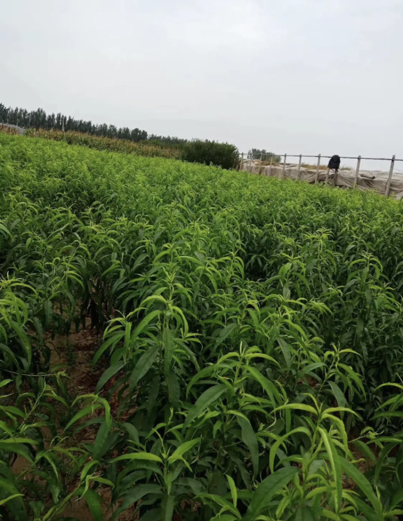 世纪之星桃苗，成活率高，技术指导，保品种，可签合同