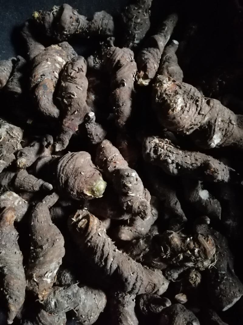 野苗移栽林下种植重楼大货
