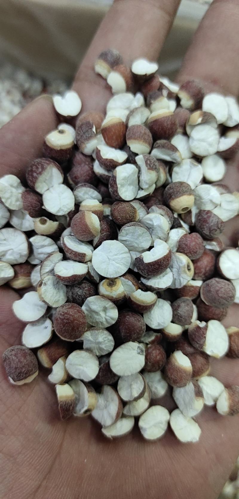 【热卖】芡实米肇庆芡实米新货粒粒饱满50斤起批不包邮