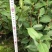 茶花苗盆栽10杯规格花农直销一手货源长期供应货源充足可装