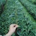 茶花苗盆栽10杯规格花农直销一手货源长期供应货源充足可装