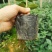 茶花苗盆栽10杯规格花农直销一手货源长期供应货源充足可装