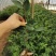 茶花苗盆栽10杯规格花农直销一手货源长期供应货源充足可装