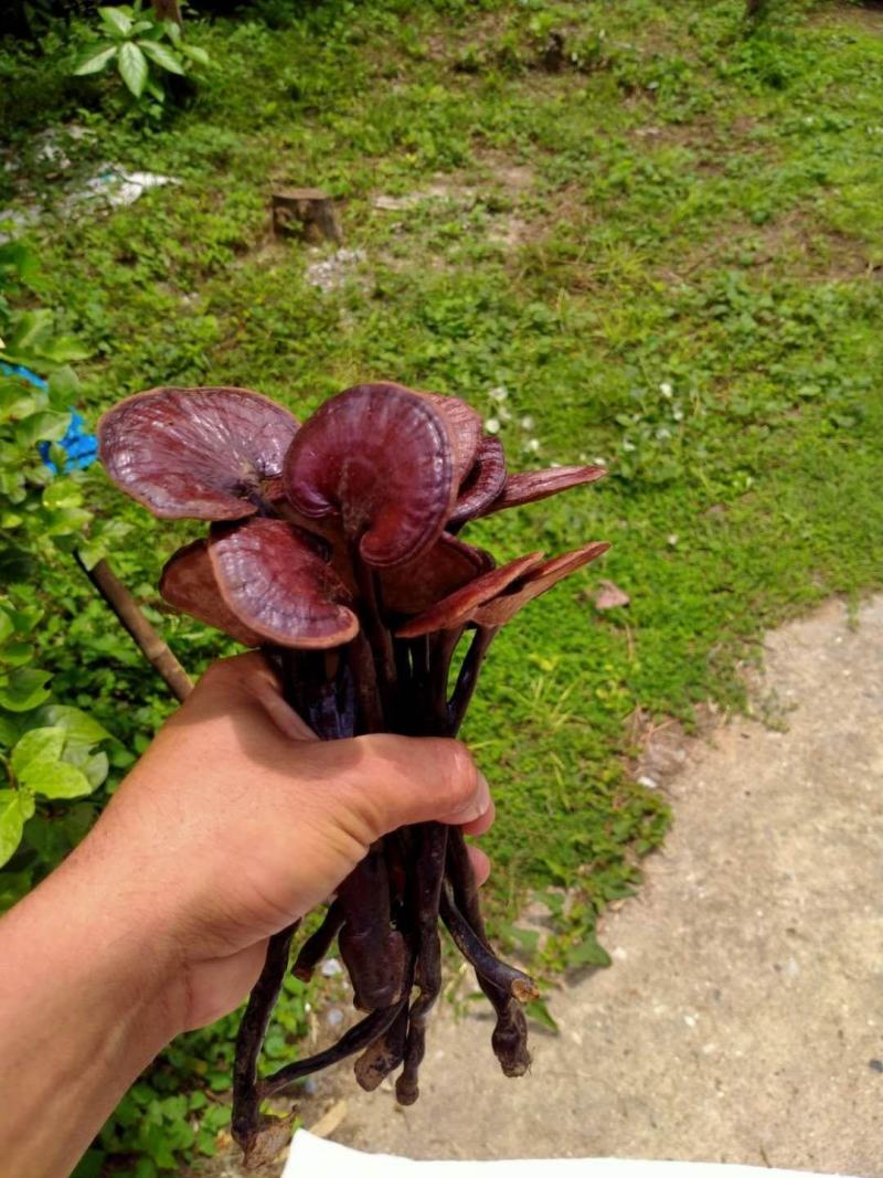 云南十万大山野生灵芝