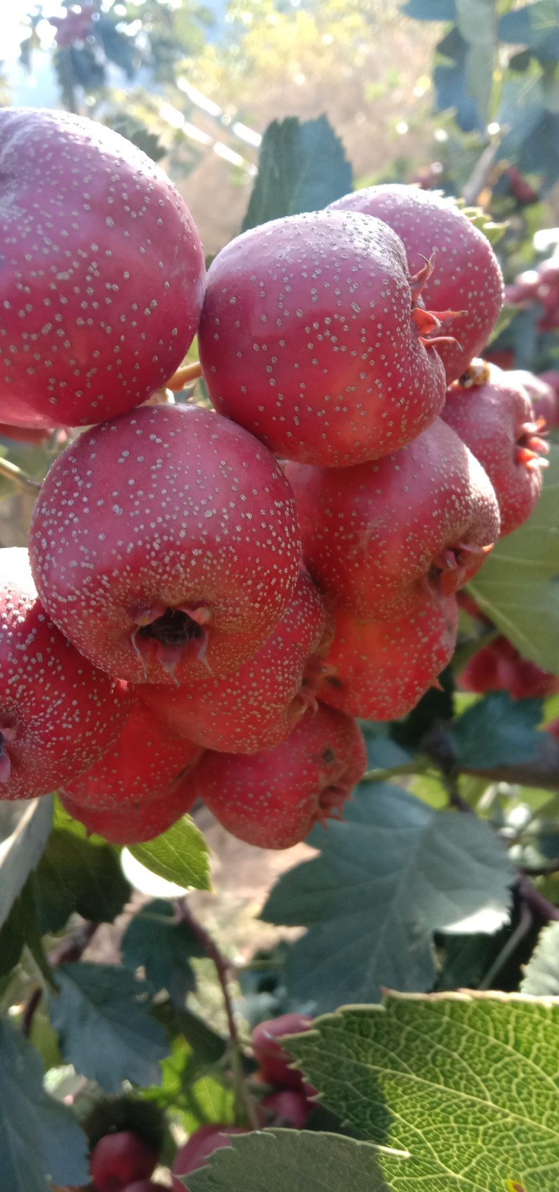 山楂热卖中，个大口感好