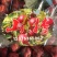 山楂热卖中，个大口感好