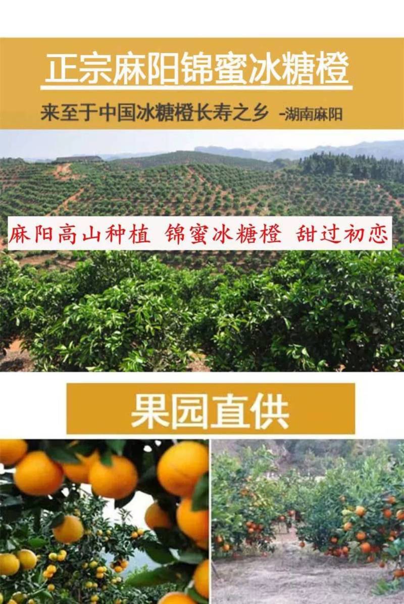 十斤锦蜜冰糖橙，甜橙，新品种，纯甜不酸冰糖橙