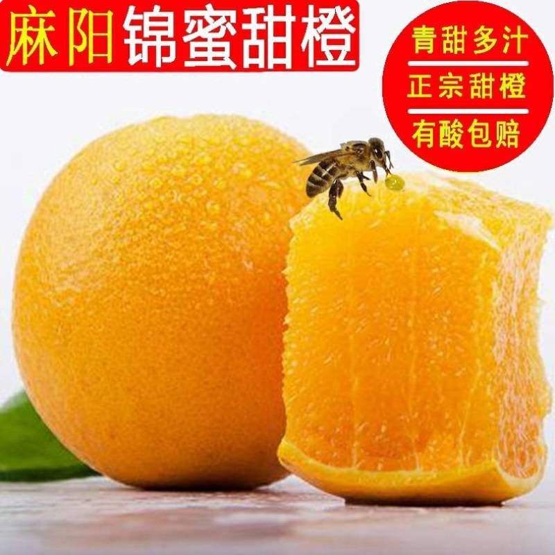 十斤锦蜜冰糖橙，甜橙，新品种，纯甜不酸冰糖橙