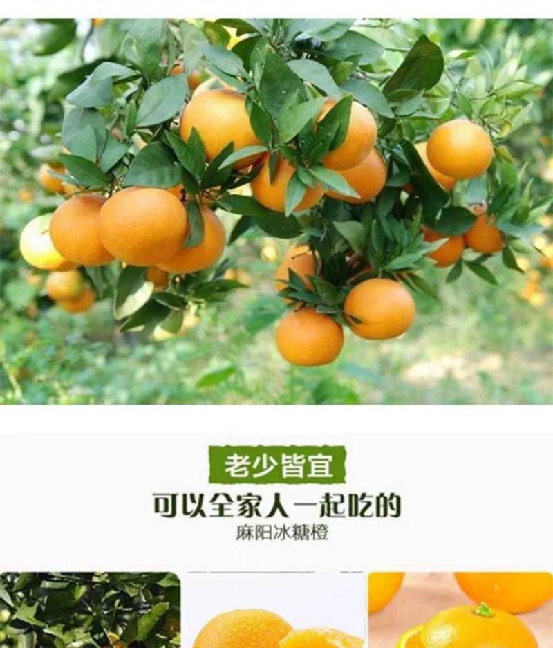十斤锦蜜冰糖橙，甜橙，新品种，纯甜不酸冰糖橙