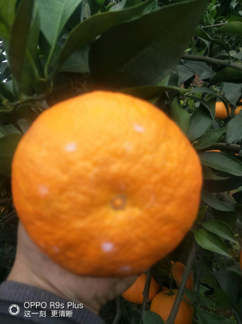 柑橘类爱暖上市了，质量好，果面光滑，无疤痕，口感甜。