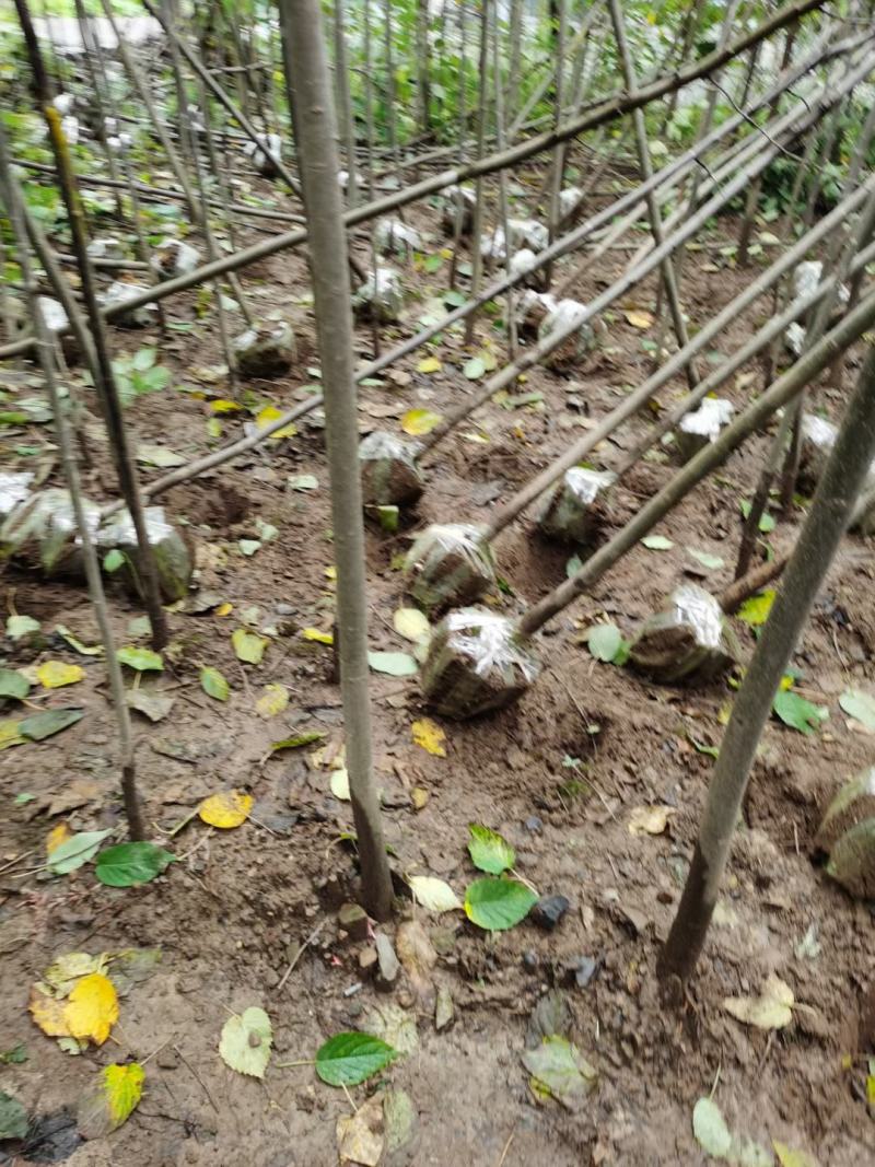 2-5公分珙桐树大量