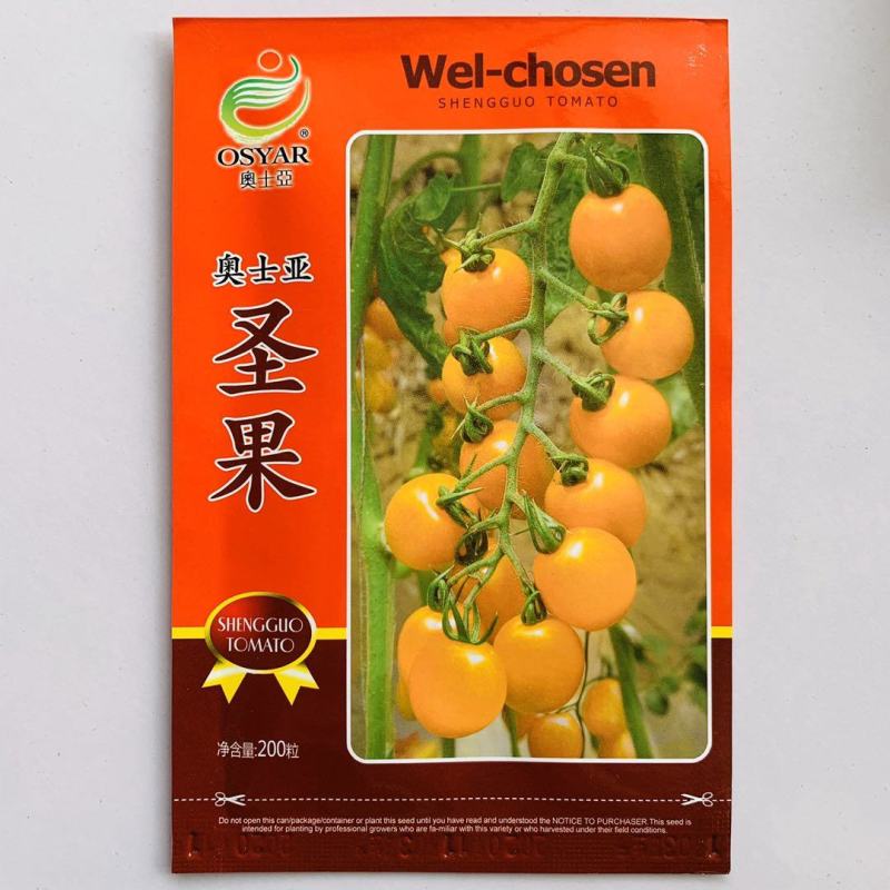 番茄种子圣果小番茄种子果实黄色高糖好吃口感好